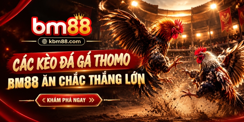 Các kèo đá gà Thomo BM88 ăn chắc thắng lớn